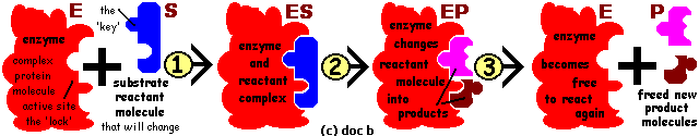 KEY and LOCK ENZYME MECHANISM (c) doc b