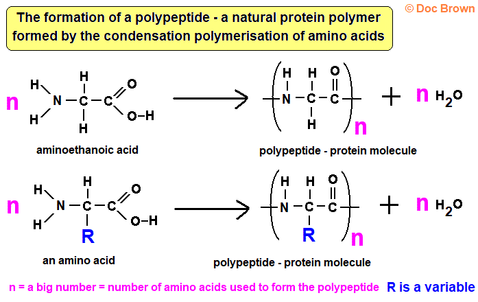 formation of protein polypeptide by condensation of amino acids
