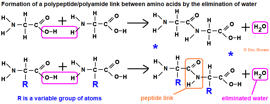formation of a peptide link joining amino acids together aminoethane glycine dipeptide
