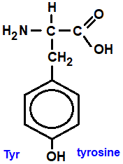 tyrosine (tyr), 2-amino-3-(4-hydroxylphenyl)propanoic acid, has a benzene ring with a phenol group amino acid chemistry  molecular structure structural formula advanced level organic chemistry