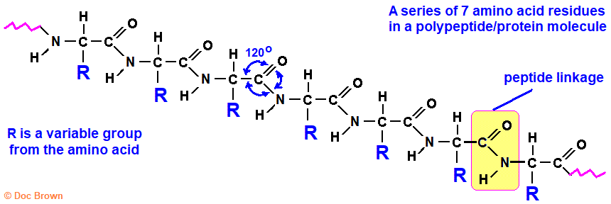 general diagram section of polypeptide or protein molecule sequence of amino acid residues peptide link bond angles 120 degrees advanced level organic chemistry biochemistry