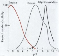 activity of selected enzymes versus pH